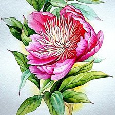 Схема вышивки «Пион»