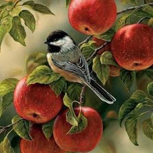 Схема вышивки «воробей и яблоки»