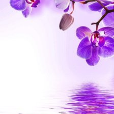 Схема вышивки «Орхидея»