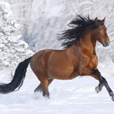 Схема вышивки «Лошадь»