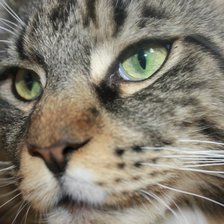 Схема вышивки «Мейн кун»