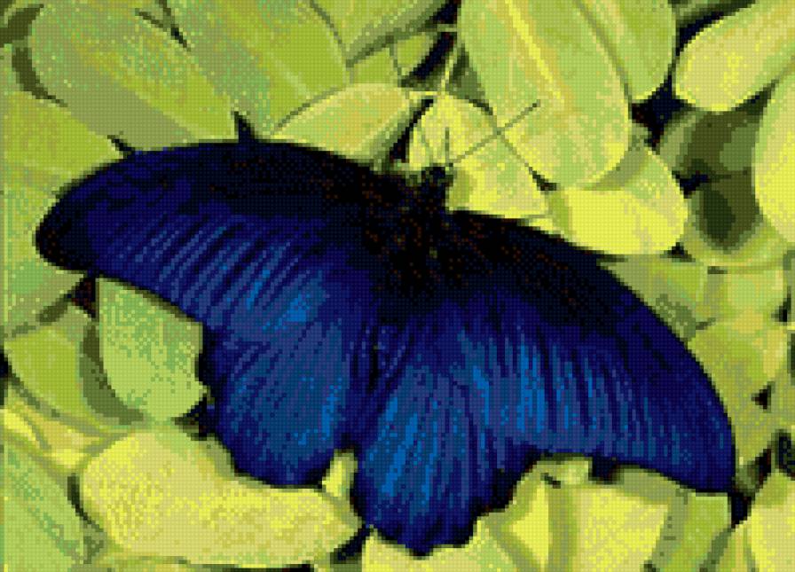 бабочка2 - предпросмотр