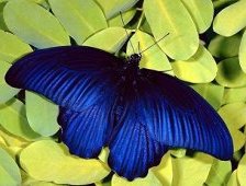 Схема вышивки «бабочка2»