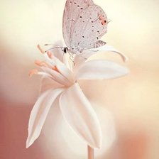 Схема вышивки «бабочка на цветке»