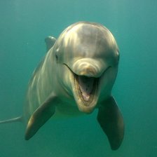 Схема вышивки «дельфин»