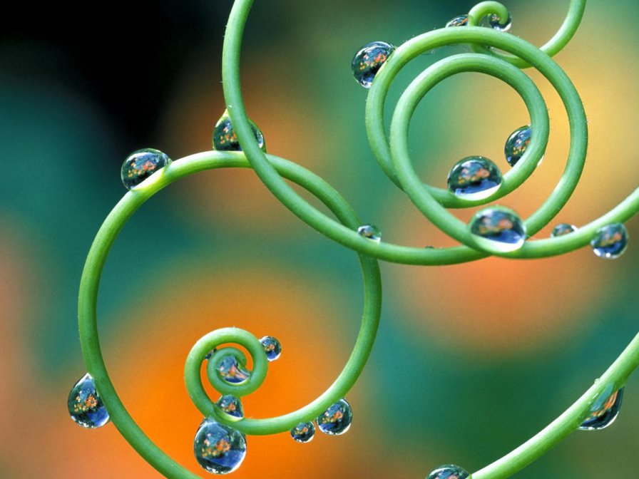 капли на спирали - спираль, роса, капли - оригинал