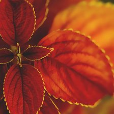 Схема вышивки «листовой цветок»