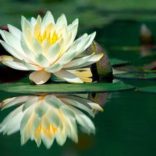 Схема вышивки «белый лотос»