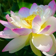 Схема вышивки «распущенный лотос»