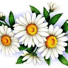 Схема вышивки «ромашки»