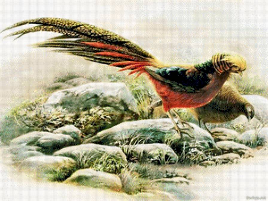 фазаны - птицы - предпросмотр