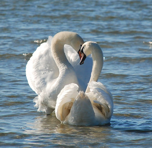 пара лебедей - птицы. вода. - оригинал