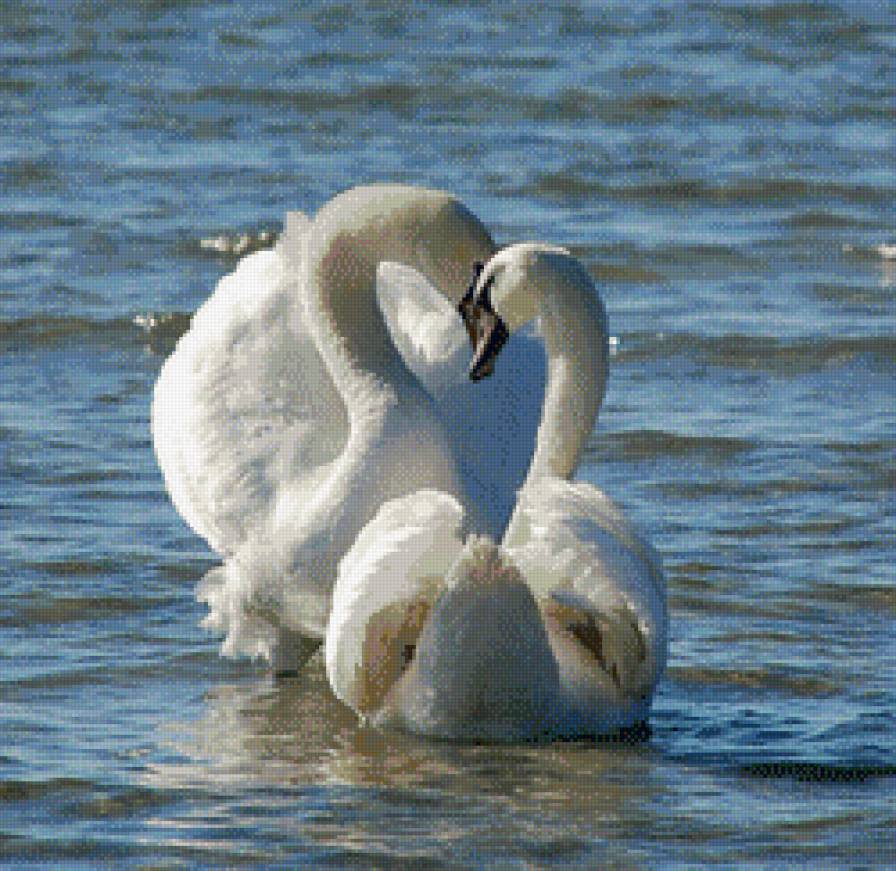 пара лебедей - птицы. вода. - предпросмотр