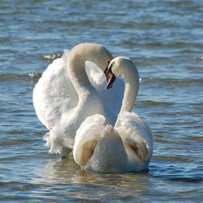 Схема вышивки «пара лебедей»