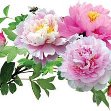 Схема вышивки «пионы»