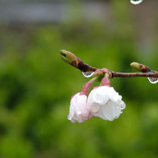 Схема вышивки «Весенние цветы»
