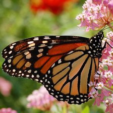 Схема вышивки «бабочка»