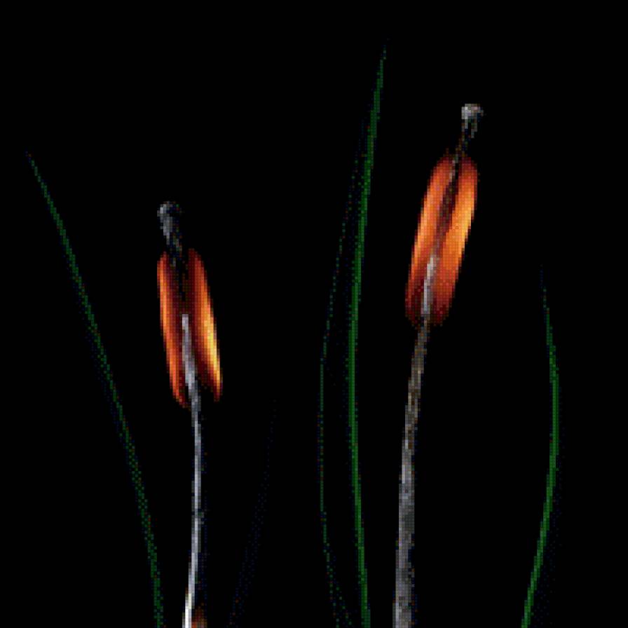 огненый камыш - картинка - предпросмотр