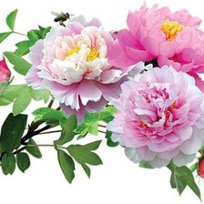 Схема вышивки «№648049»