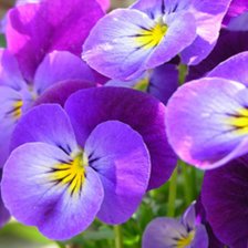 Схема вышивки «для подушки»