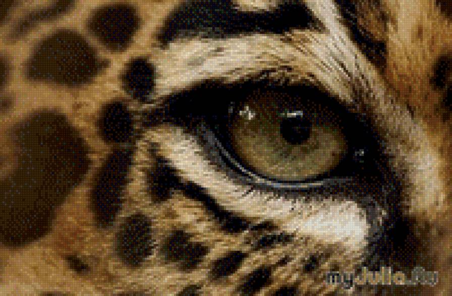 глаз леопарда - предпросмотр