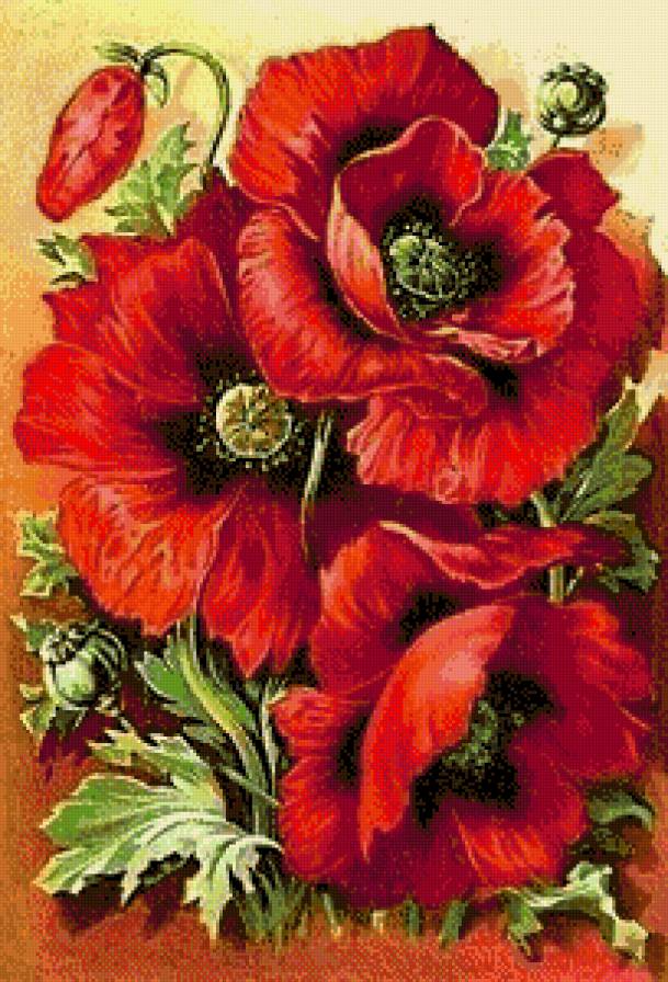 Маков цвет - мак, букет, красные цветы, красный мак, красные маки, маки - предпросмотр