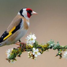 Схема вышивки «Щегол на яблоне»