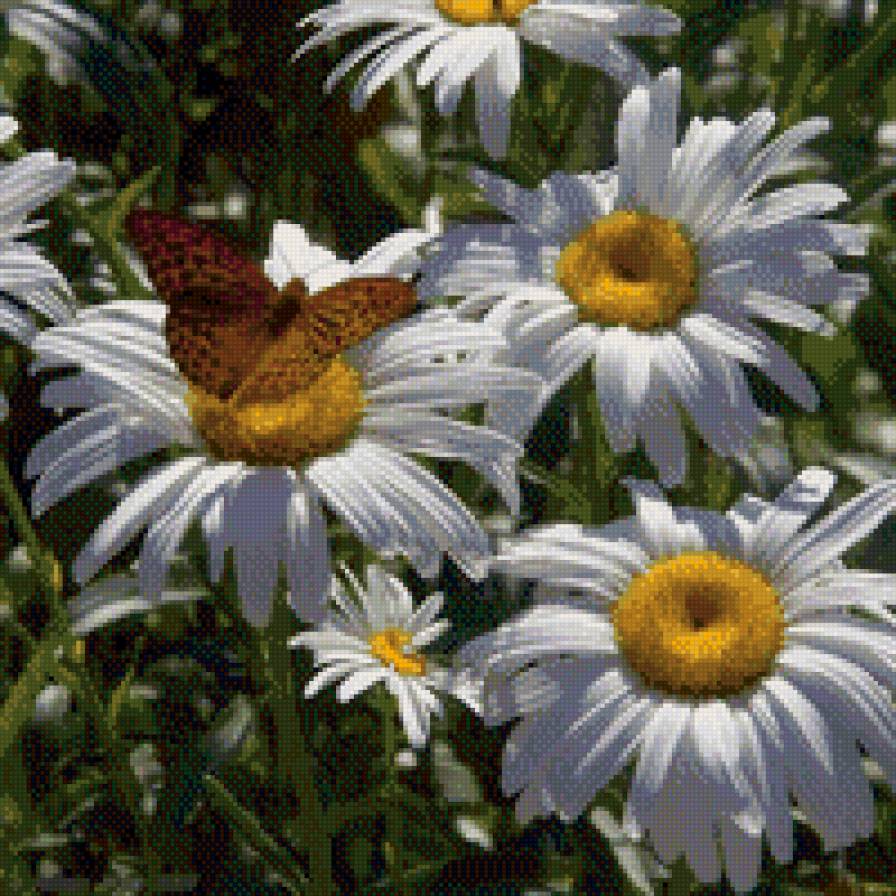 ромашки с бабочкой - ромашки, бабочка, цветы - предпросмотр