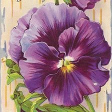 Схема вышивки «анютени глазки»