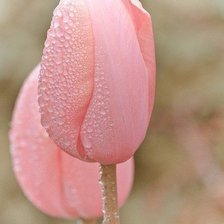 Схема вышивки «тюльпаны в росе»