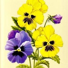 Схема вышивки «анютени глазки»