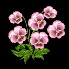 розовые анютки