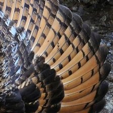 Схема вышивки «Триптих сова левая часть»