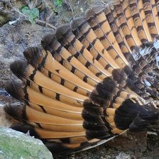 Схема вышивки «Триптих сова правая часть»