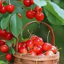 черешня в корзине