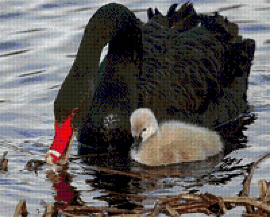 Черный лебедь - птицы, лебедь - предпросмотр