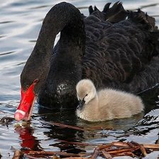 Схема вышивки «Черный лебедь»