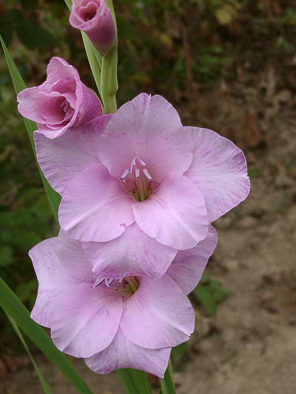 гладиолус - гладиолус - оригинал