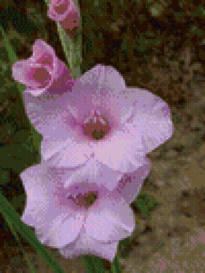 гладиолус - гладиолус - предпросмотр