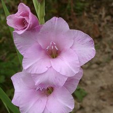 Схема вышивки «гладиолус»