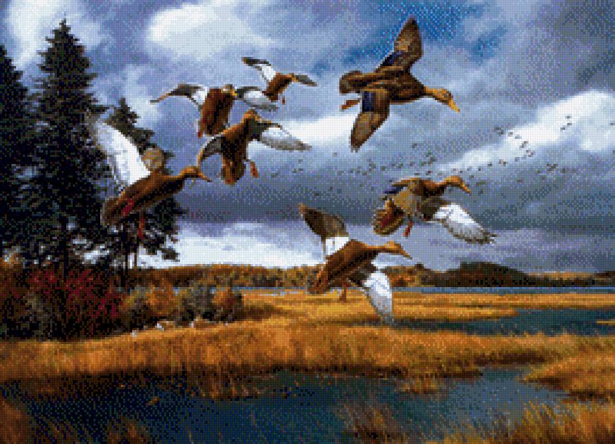 David Maass-Dzikie kaczki - pejzaz, natura, jesien - предпросмотр