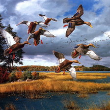 Схема вышивки «David Maass-Dzikie kaczki»