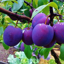 Схема вышивки «Сливы»