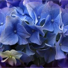 Схема вышивки «цветы»