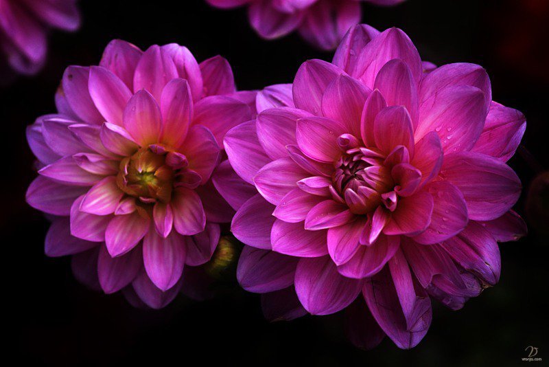 георгины - цветы - оригинал