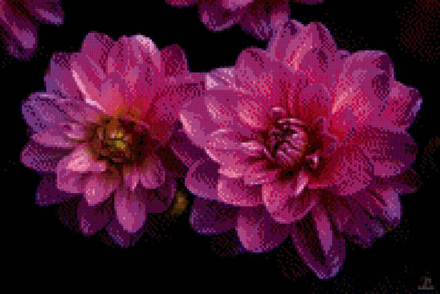 георгины - цветы - предпросмотр