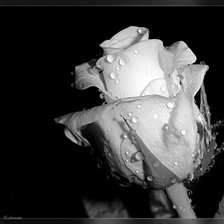 Схема вышивки «роза»