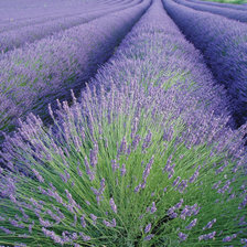 Схема вышивки «лаванда»