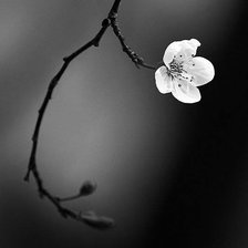 Схема вышивки «черно-белая»