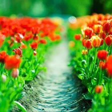 Схема вышивки «тюльпаны»